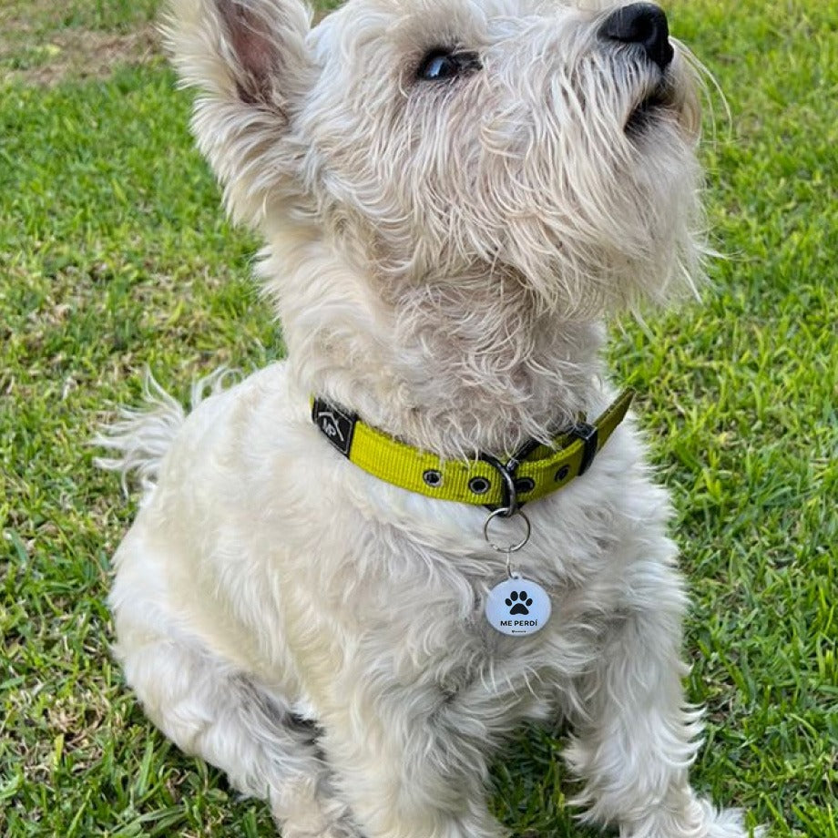 Placa SAFE Tag para Mascotas