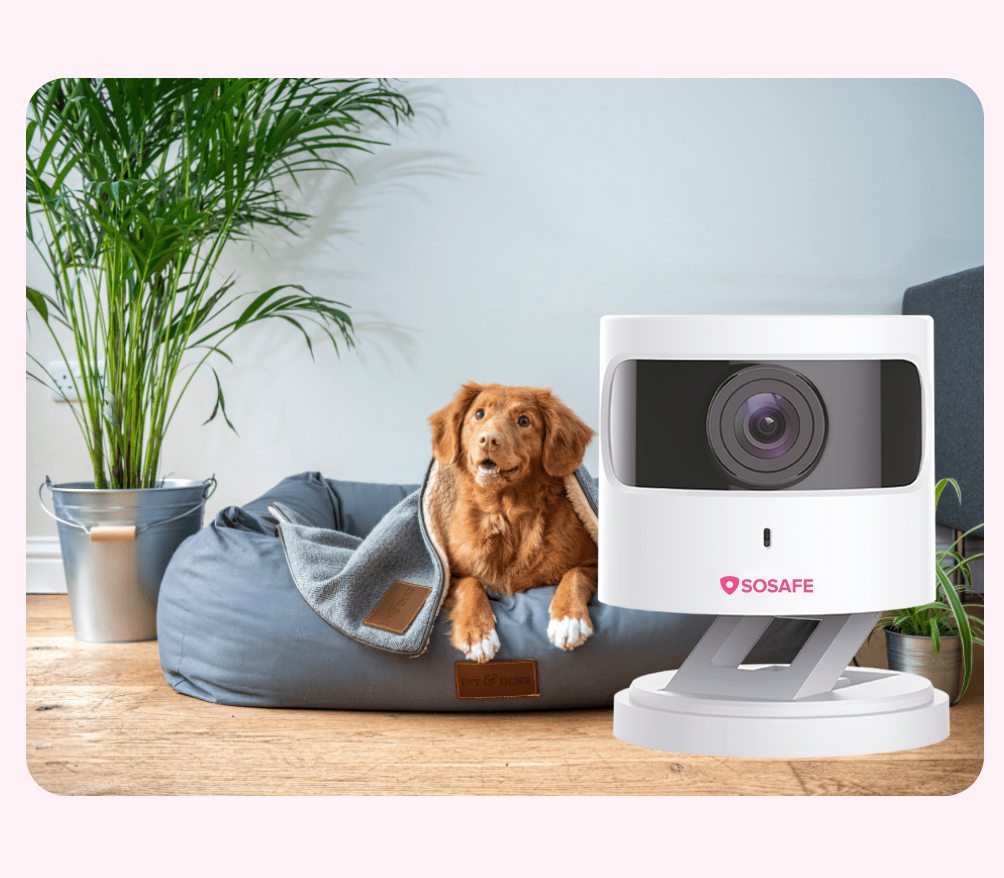 Smart Cam + SAFE Tag Mascotas – SOSAFE
